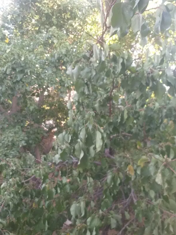 باغ فروشی