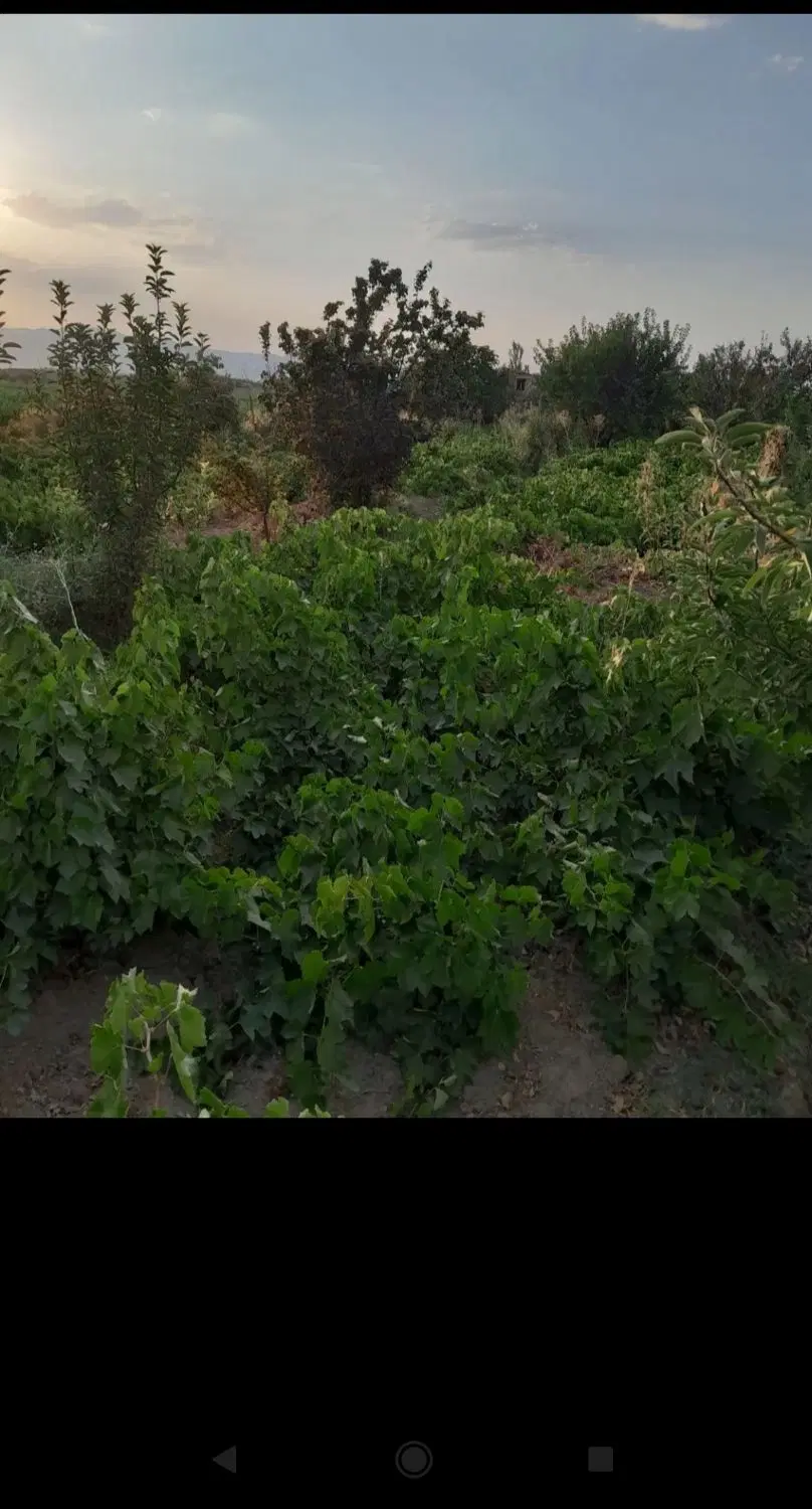 زمین  باغی در جاده مرزجیران