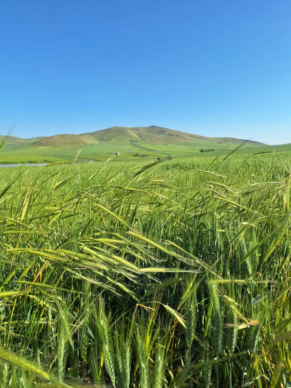 زمین کشاورزی  یکجا