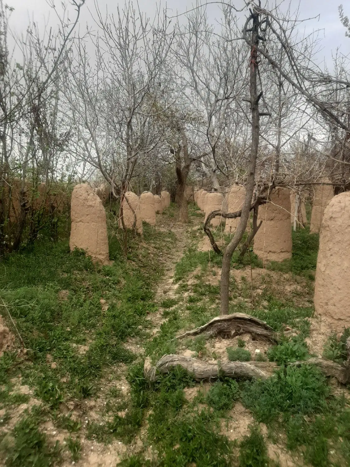 باغ  میوه با آب واقع در ماهان خیابان باهنر