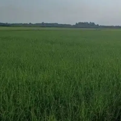 بیجار مکانیزه