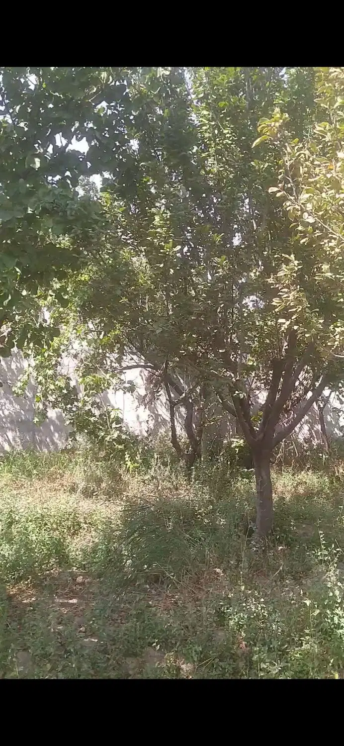 باغ چهاردیواری