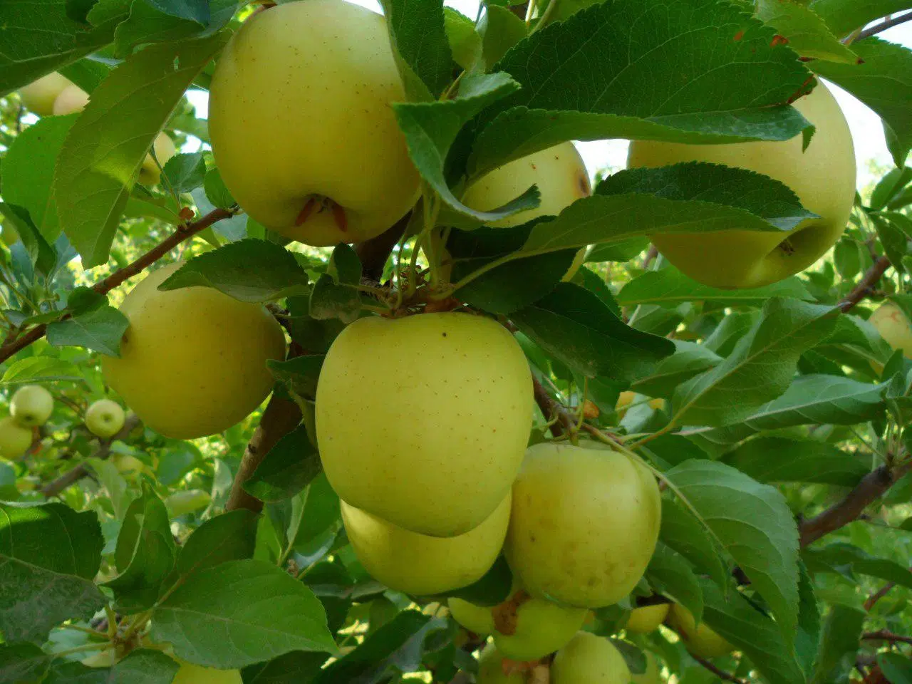 باغ درخت میوه و یونجه ۲ هکتار سند رسمی