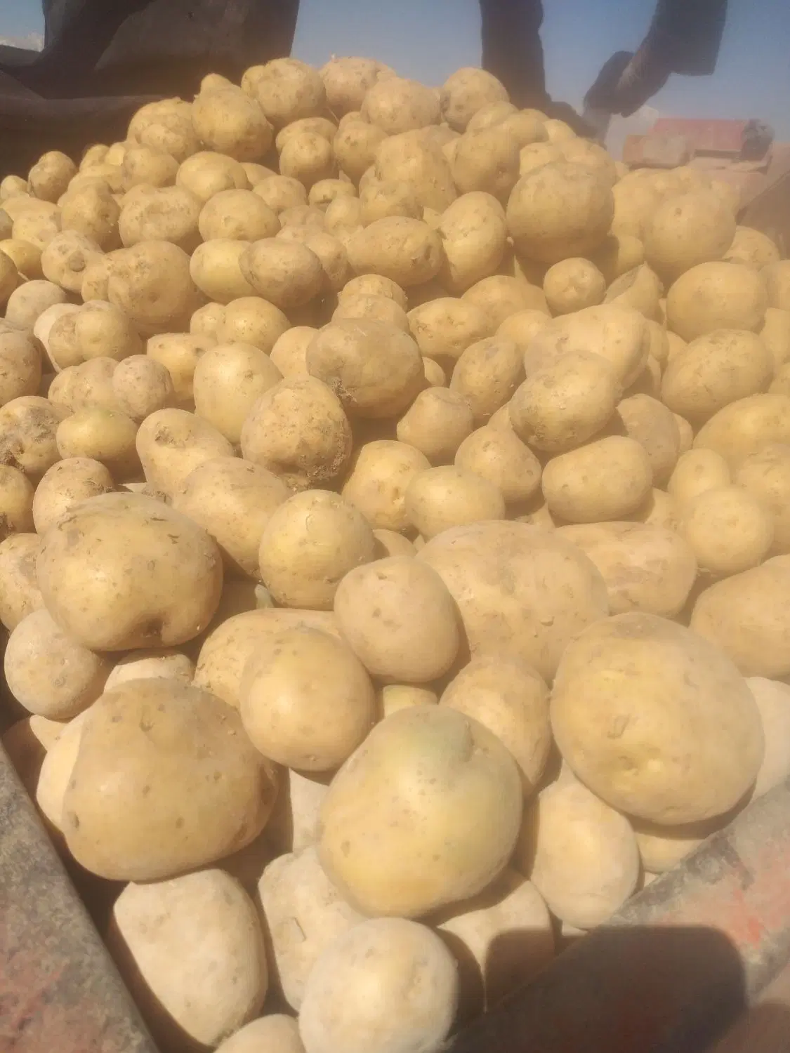 اجاره زمین کشاورزی