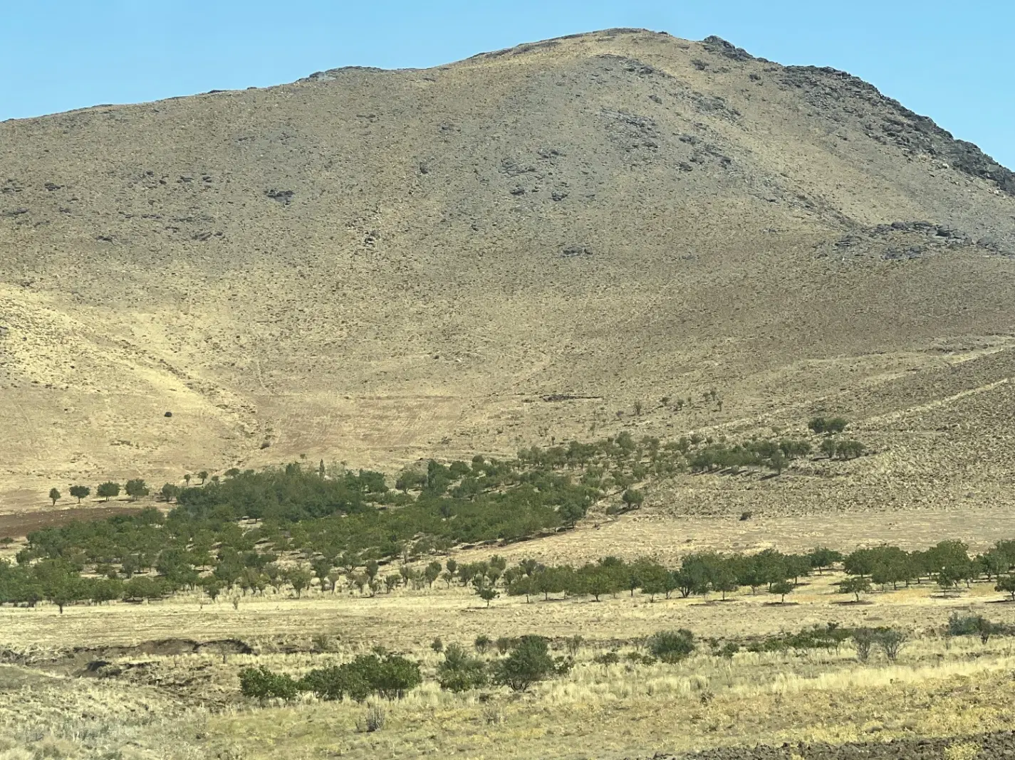 حدود ۱۰ هکتار زمین شخم دیم روستا ارزانفود،تکمه داش