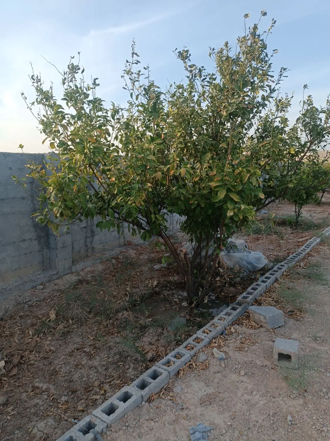 فروش باغ