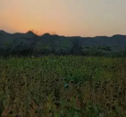 زمین فروشی ناصری