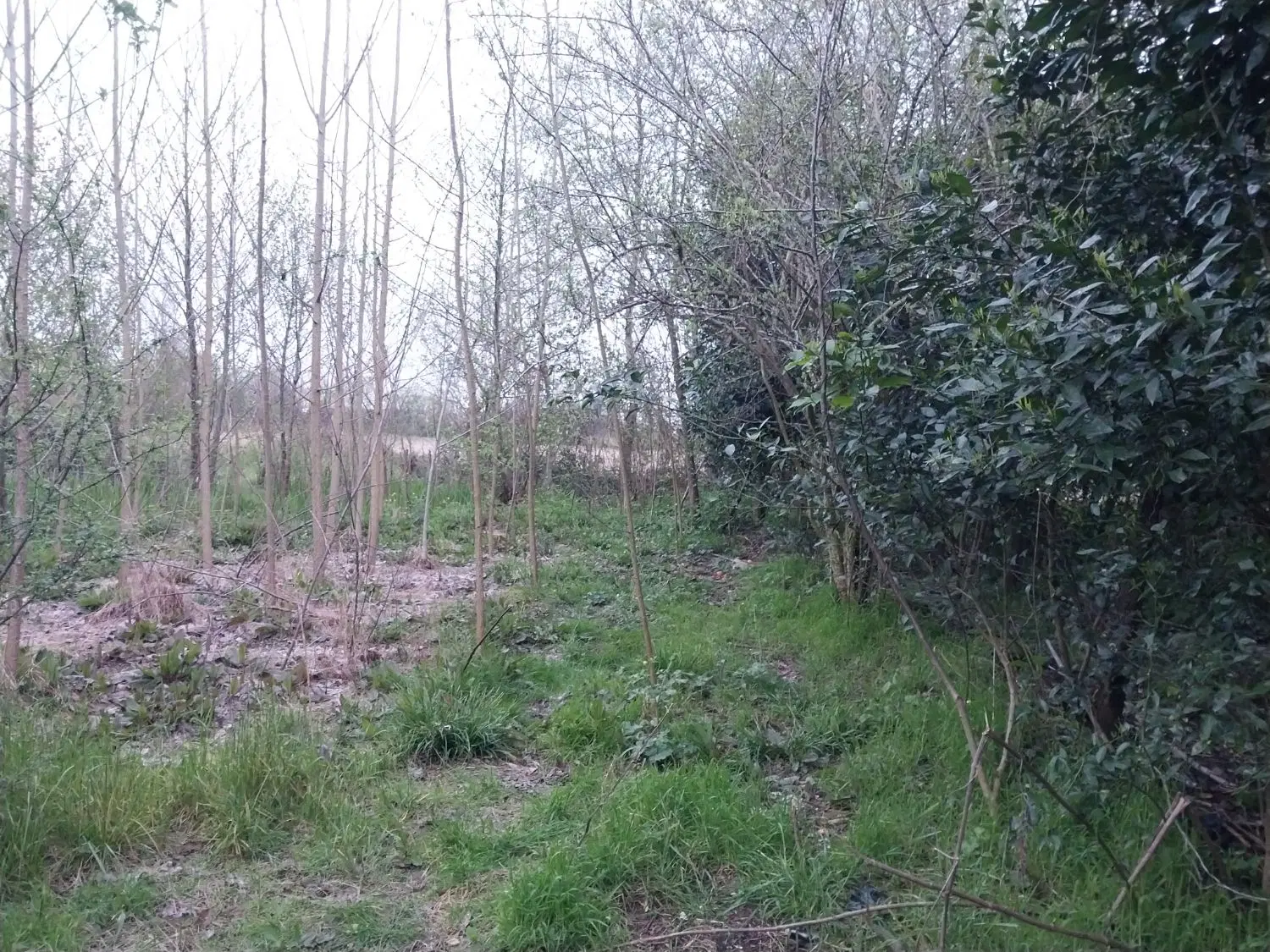 زمین زراعی کشاورزی دل باز