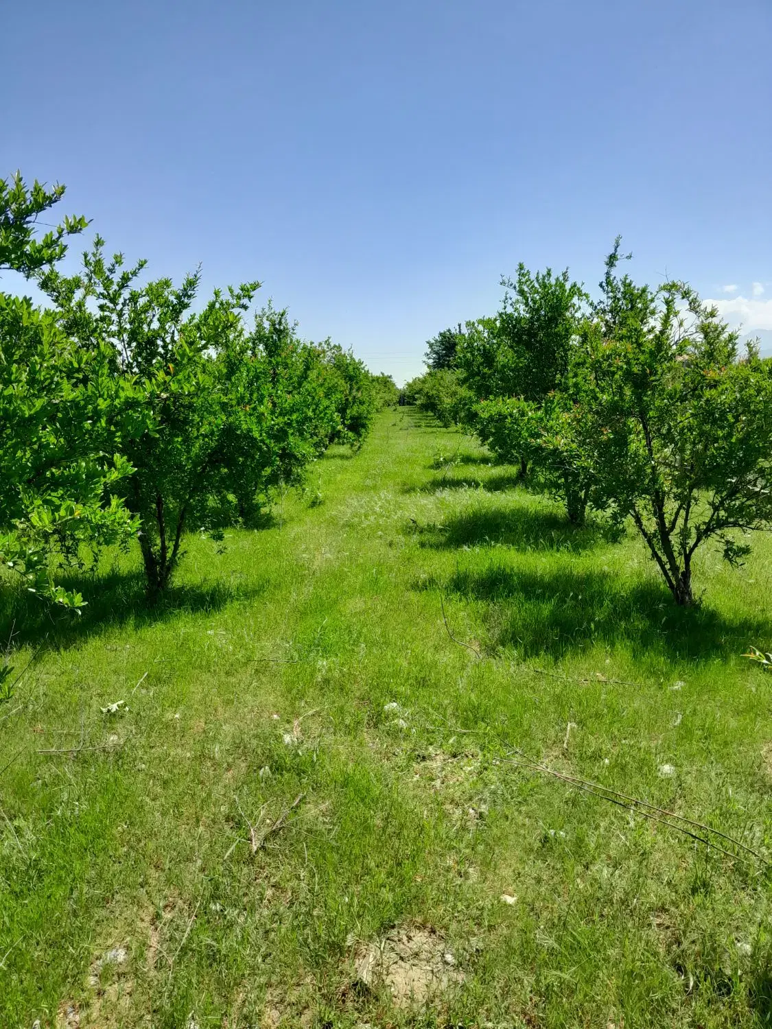 زمین باغی