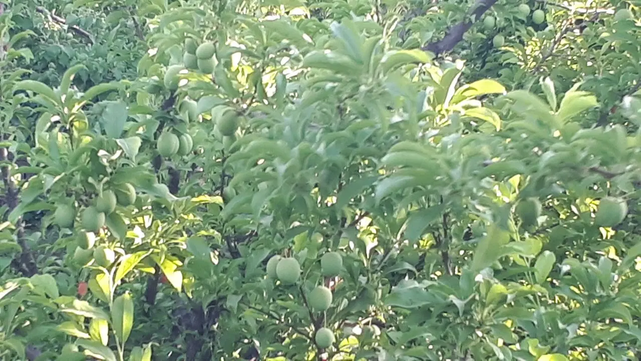 باغ روبروی پردیسان اسپیران با برق