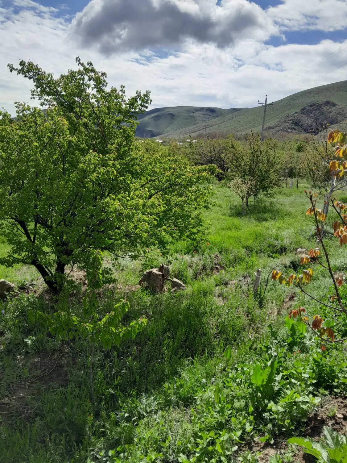 ملک با کاربری مسکونی و باغ