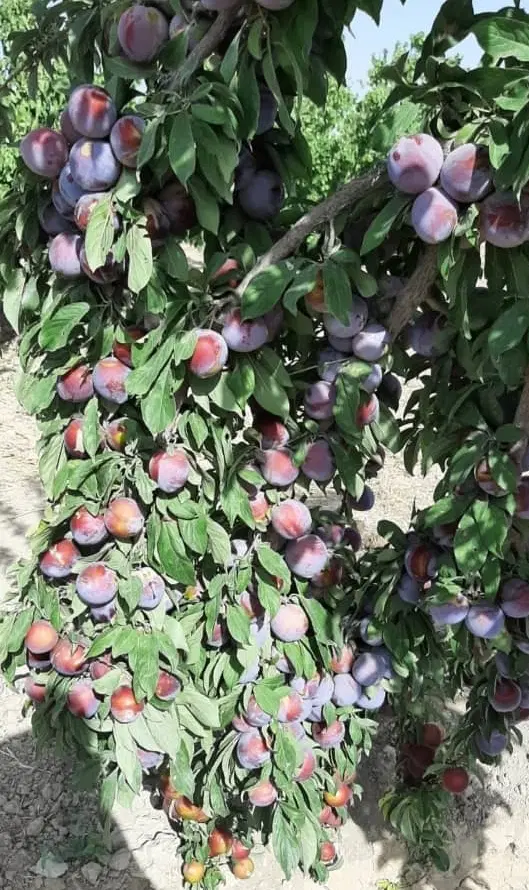 باغ باغچه میدان نماز اسلامشهر ۵۰۰ متر سند تکبرگ