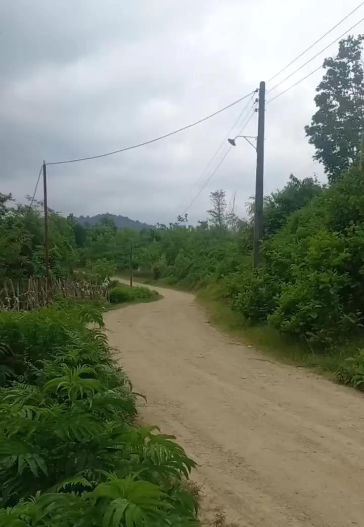 ۶۰۰۰ هزار متر شالی   سنتی