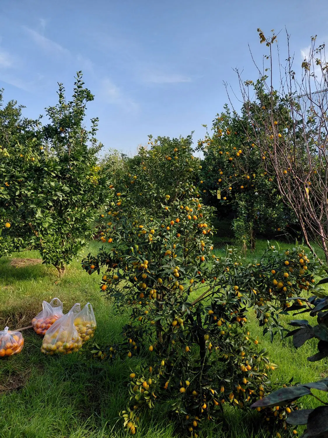 زمین مسکونی و باغی دارای درختان و   انبار