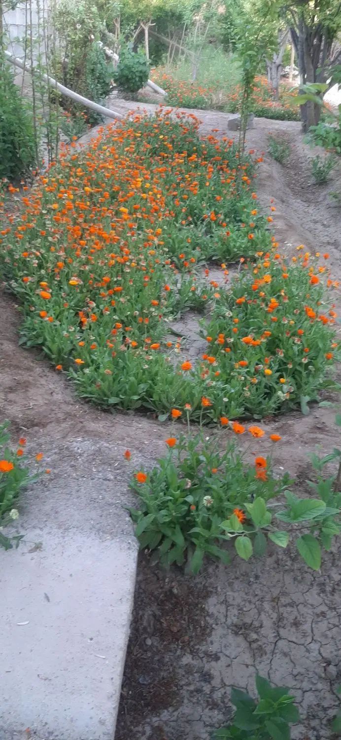 باغ ۴۳۰متری