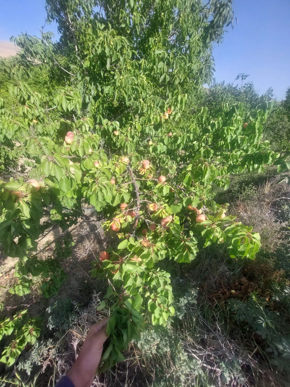 فروش باغ
