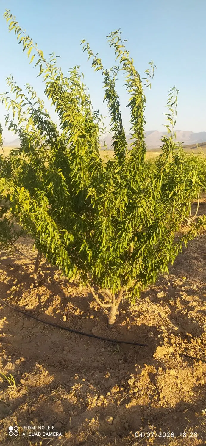 فروش باغ با درختان یکدست