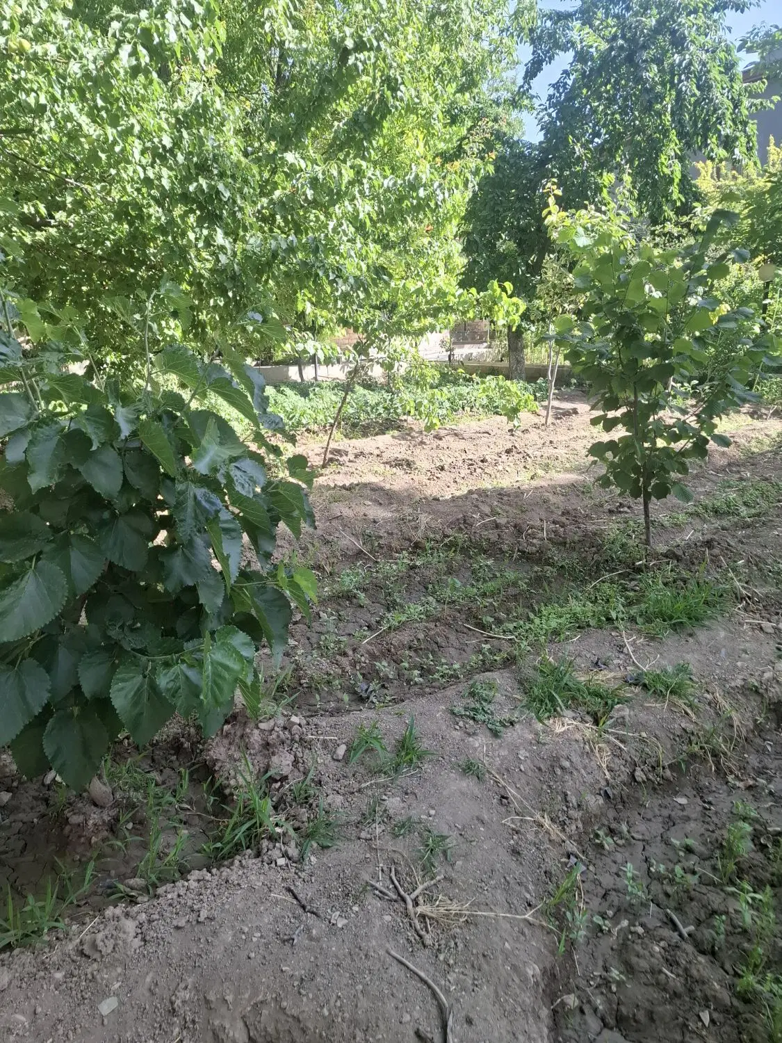گیلاوندباغ وخونه 1600متر