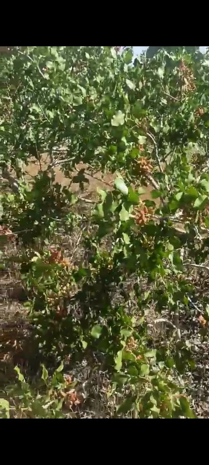پسته اکبری و آب