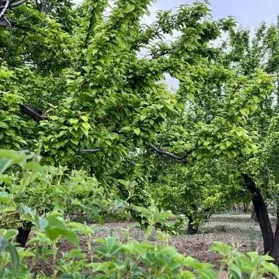 زمین جاده ازادمرزاباد1000متری