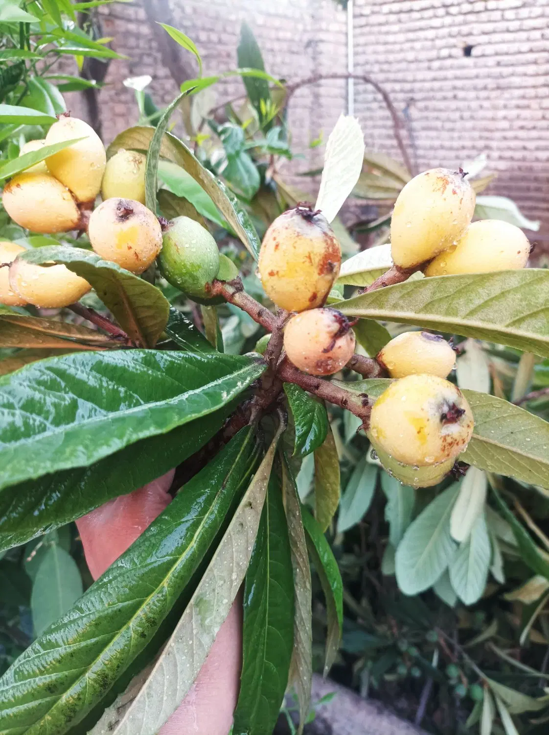 خانه ویلایی