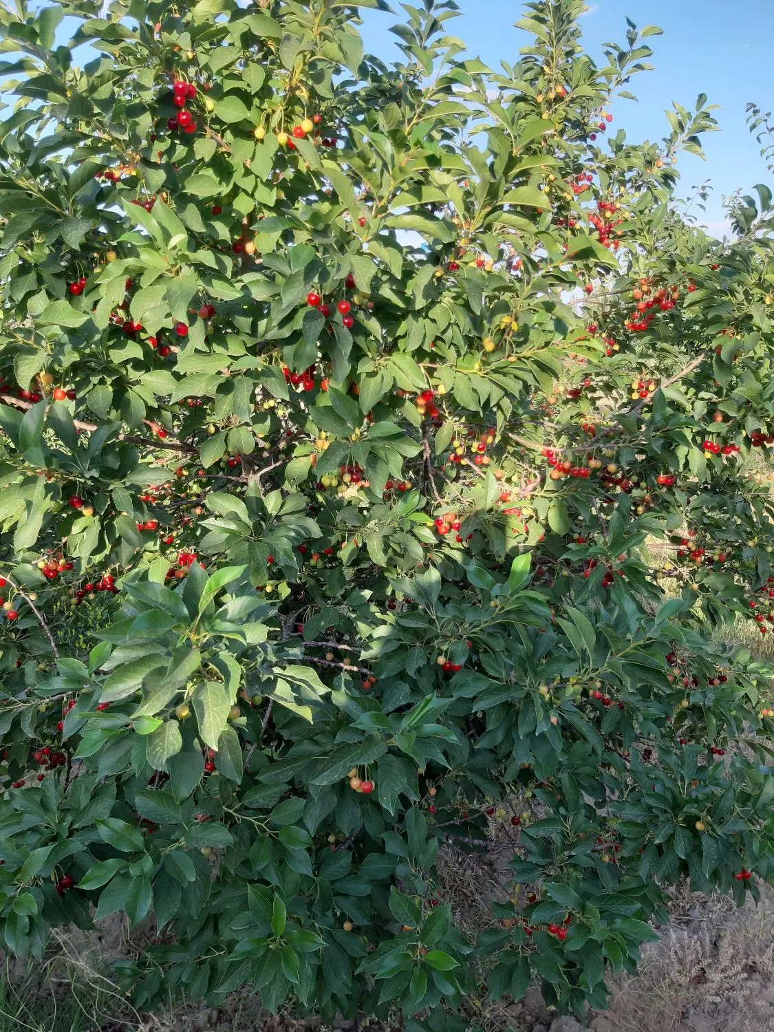 باغ در شهرک بهشتی