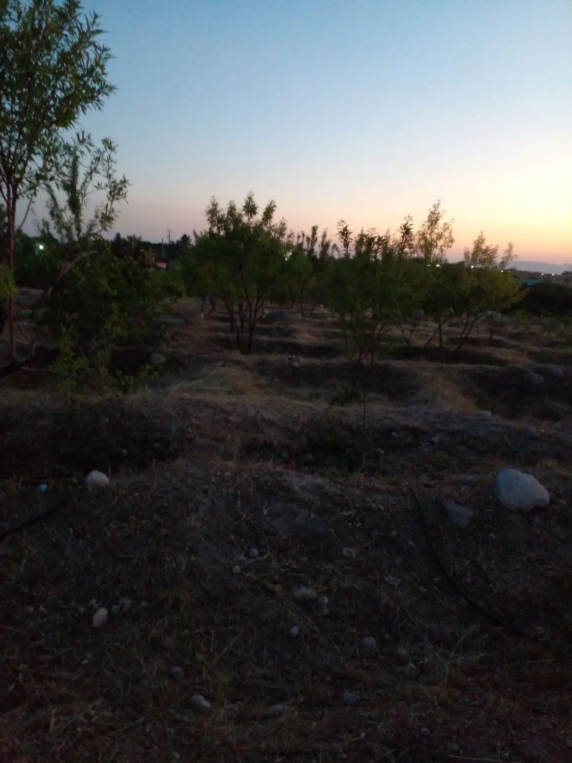 زمین کشاورزی