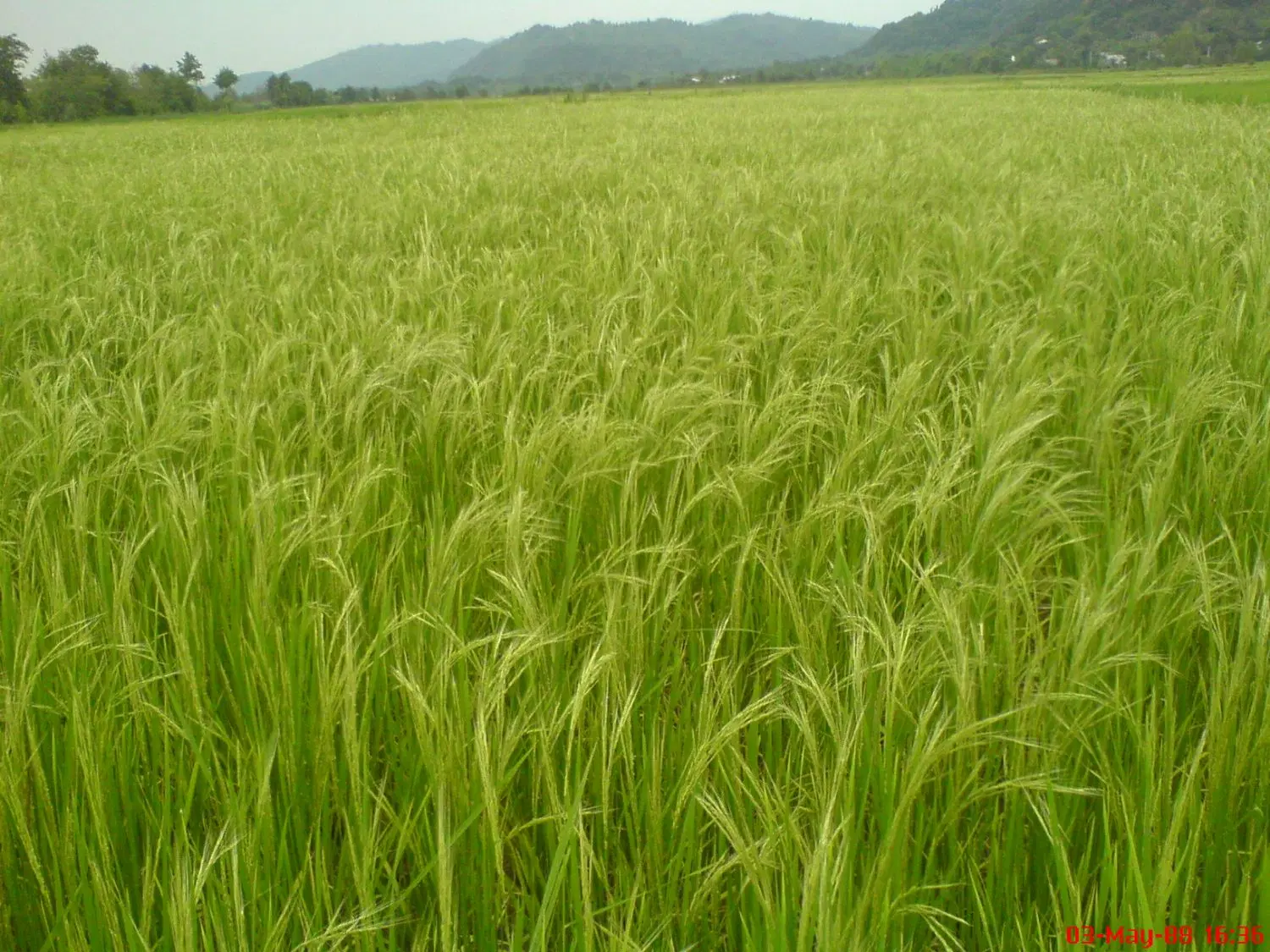 یک قطعه زمین مزروعی