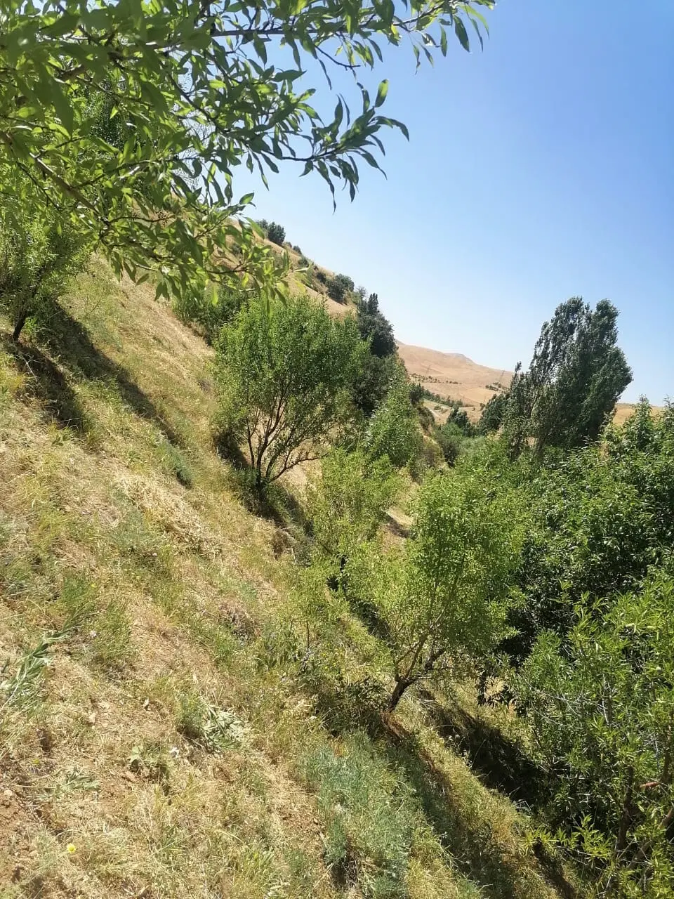 باغ