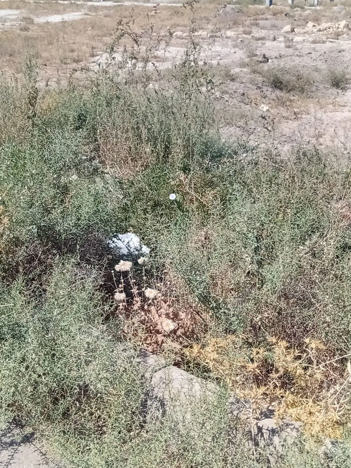 باغ کنجینه