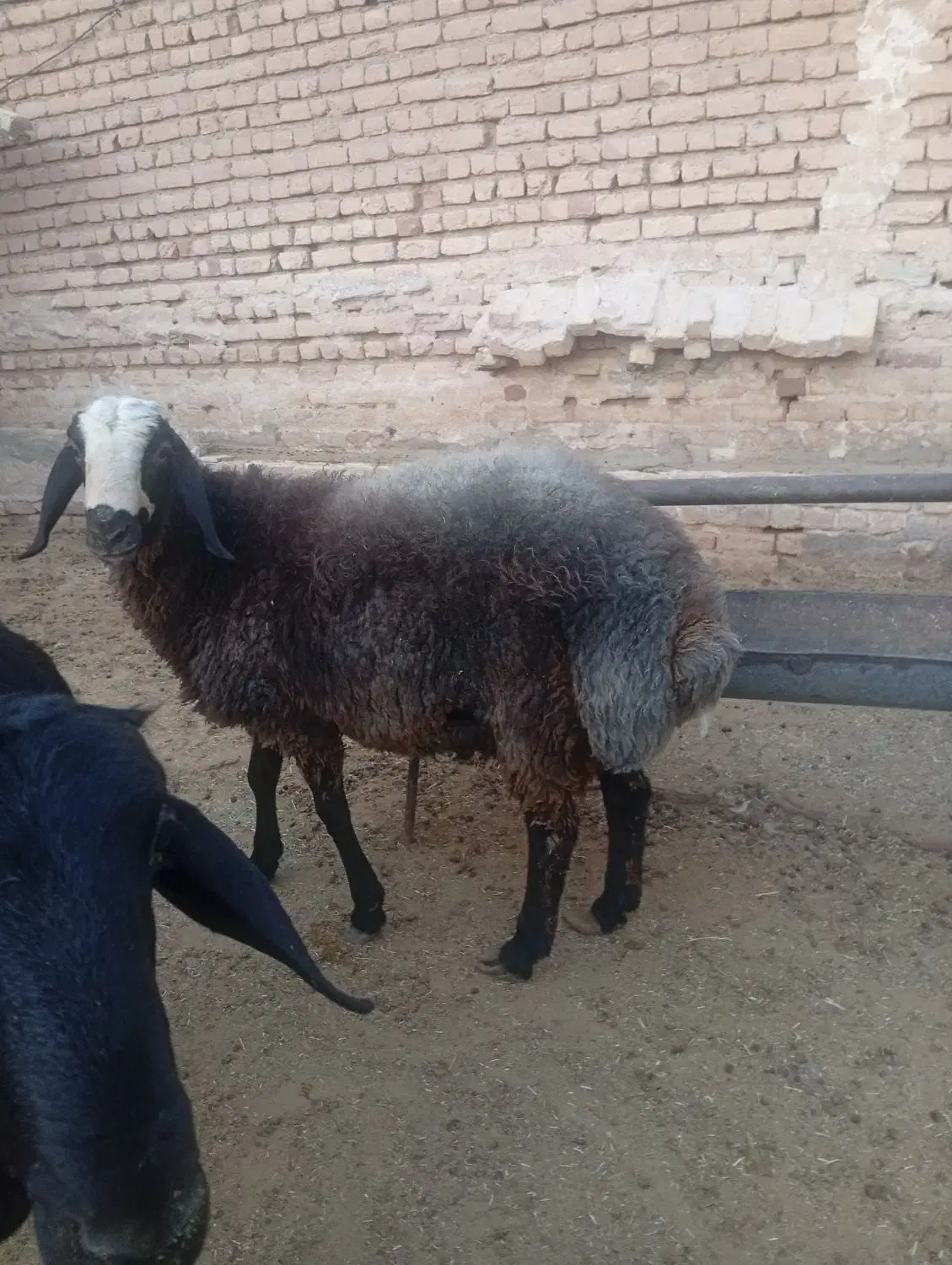 دامداری پیریوسفیان