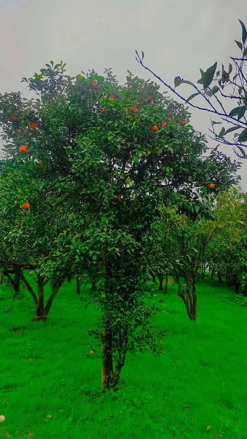زمین  شمال