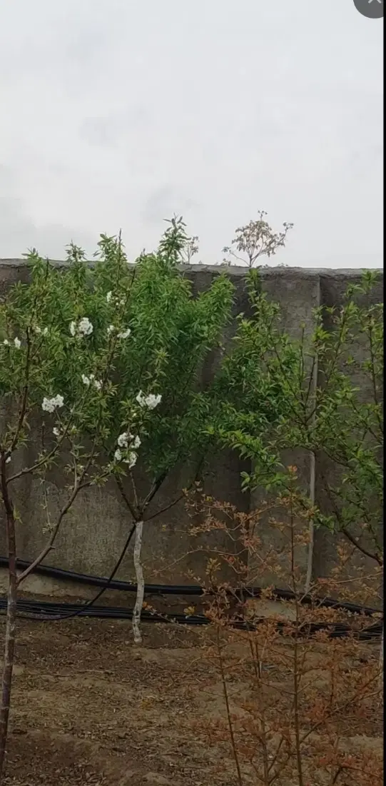 فروش باغچه ۲۸۰ متری