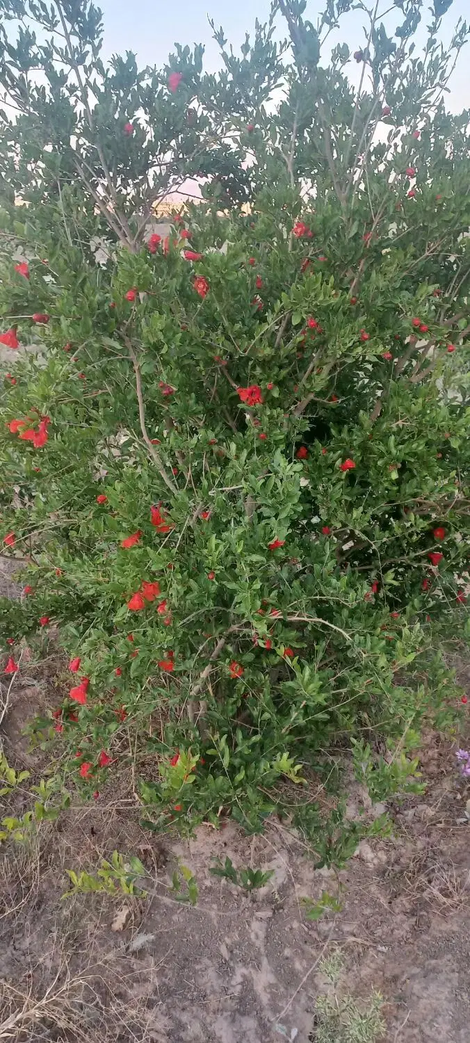 فروش باغ