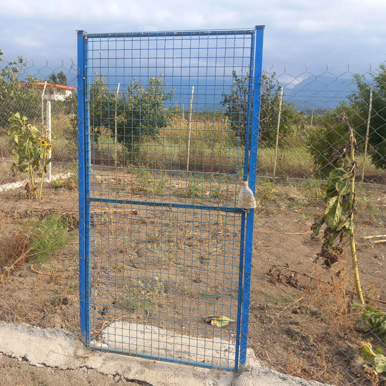 باغ کشاورزی جاده قدیم روستای کلو