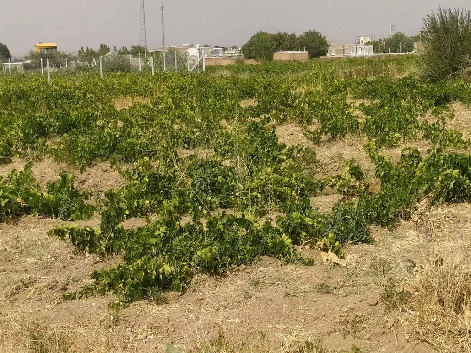 باغ انگور واقع در پشت سیمین وچسپ روستا