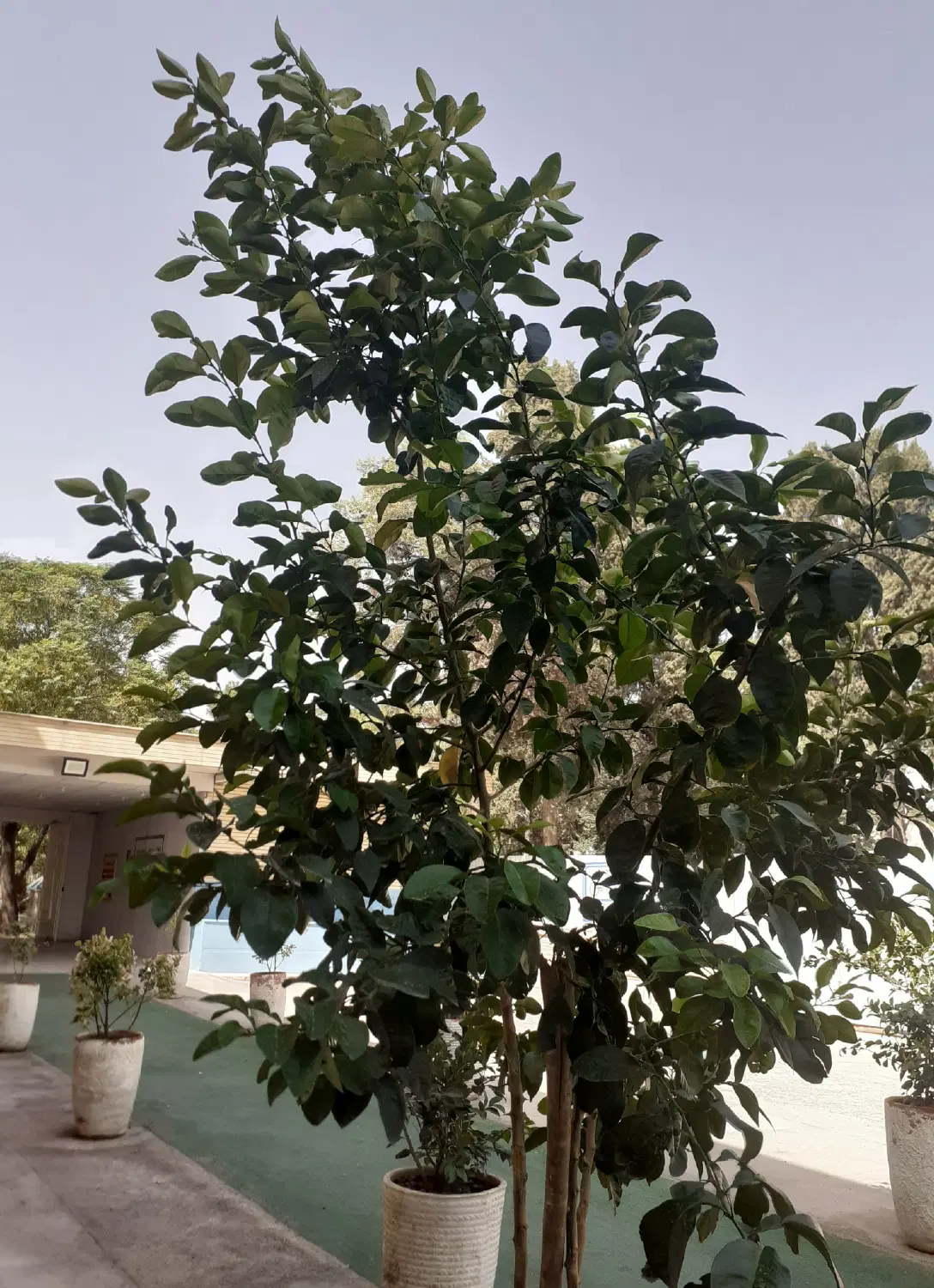 خونه باغچه تکمیل میخام