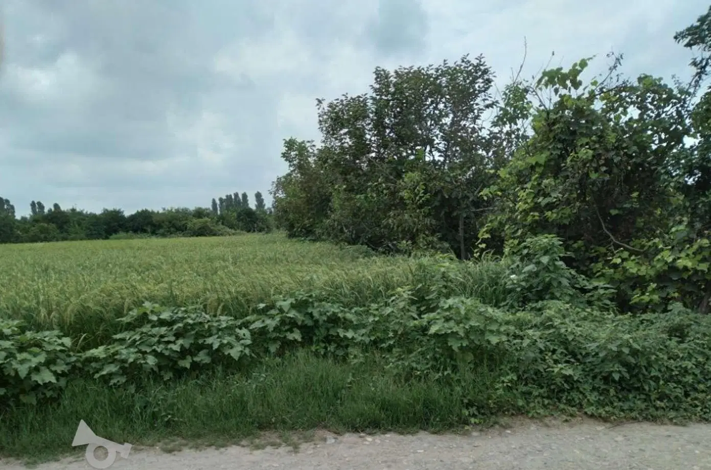 زمین کشاورزی لفمجان