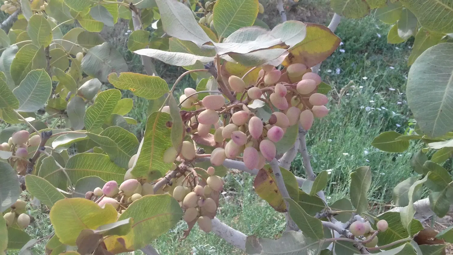 باغ پسته ۱۴ ساله