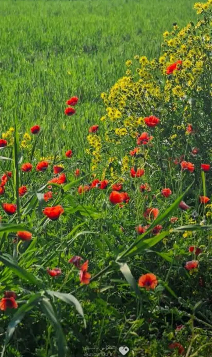 فروش زمین زراعی در سرواباد
