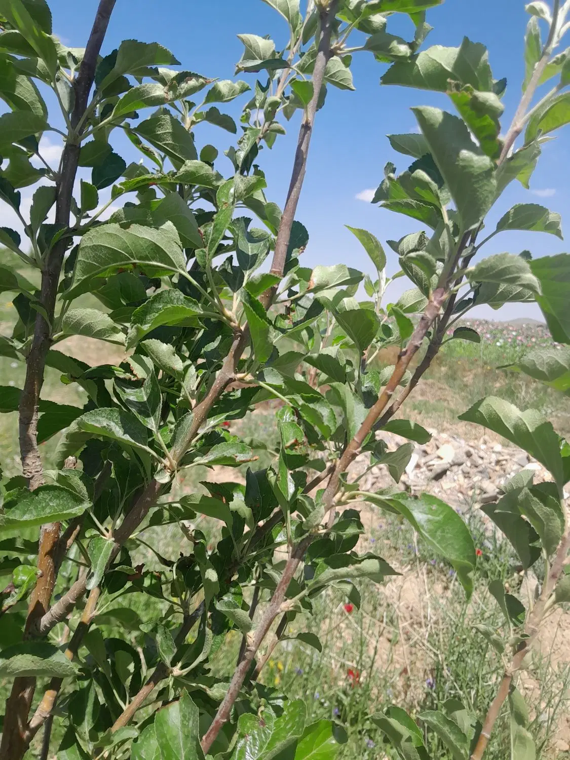 باغ میوه و بادام