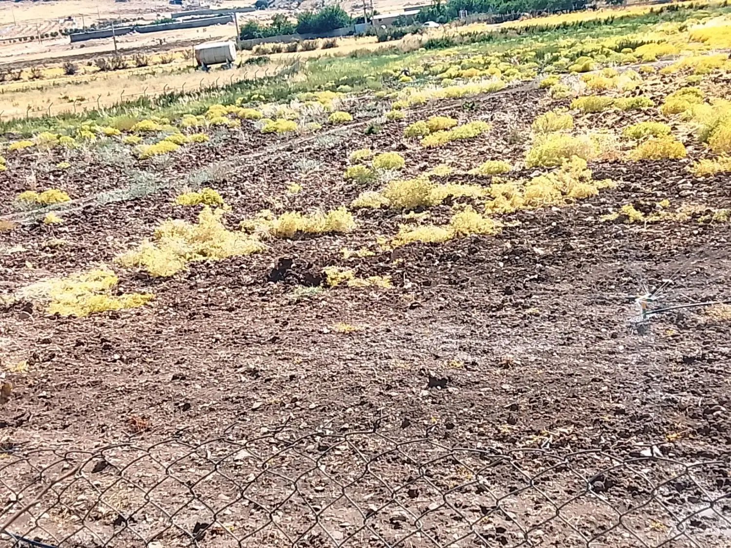 زمین کشاورزی آبی