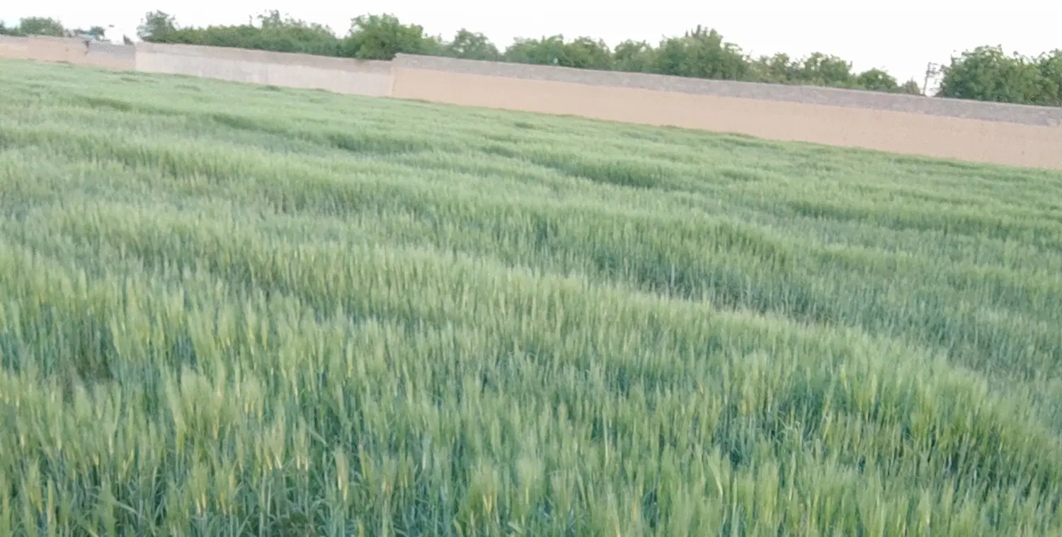 زمین کشاورزی آماده باغچه
