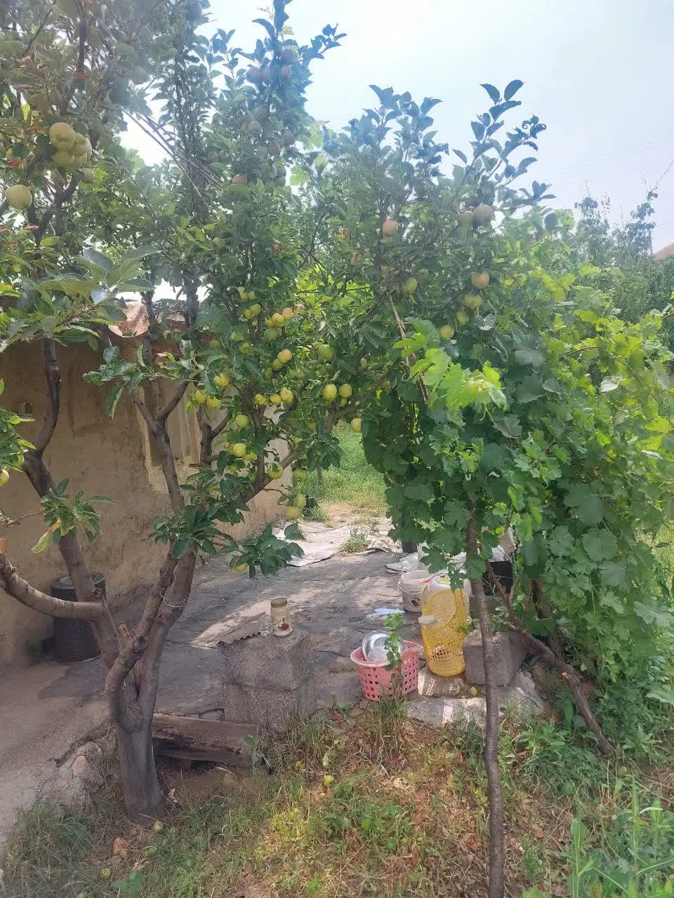 باغ میوه