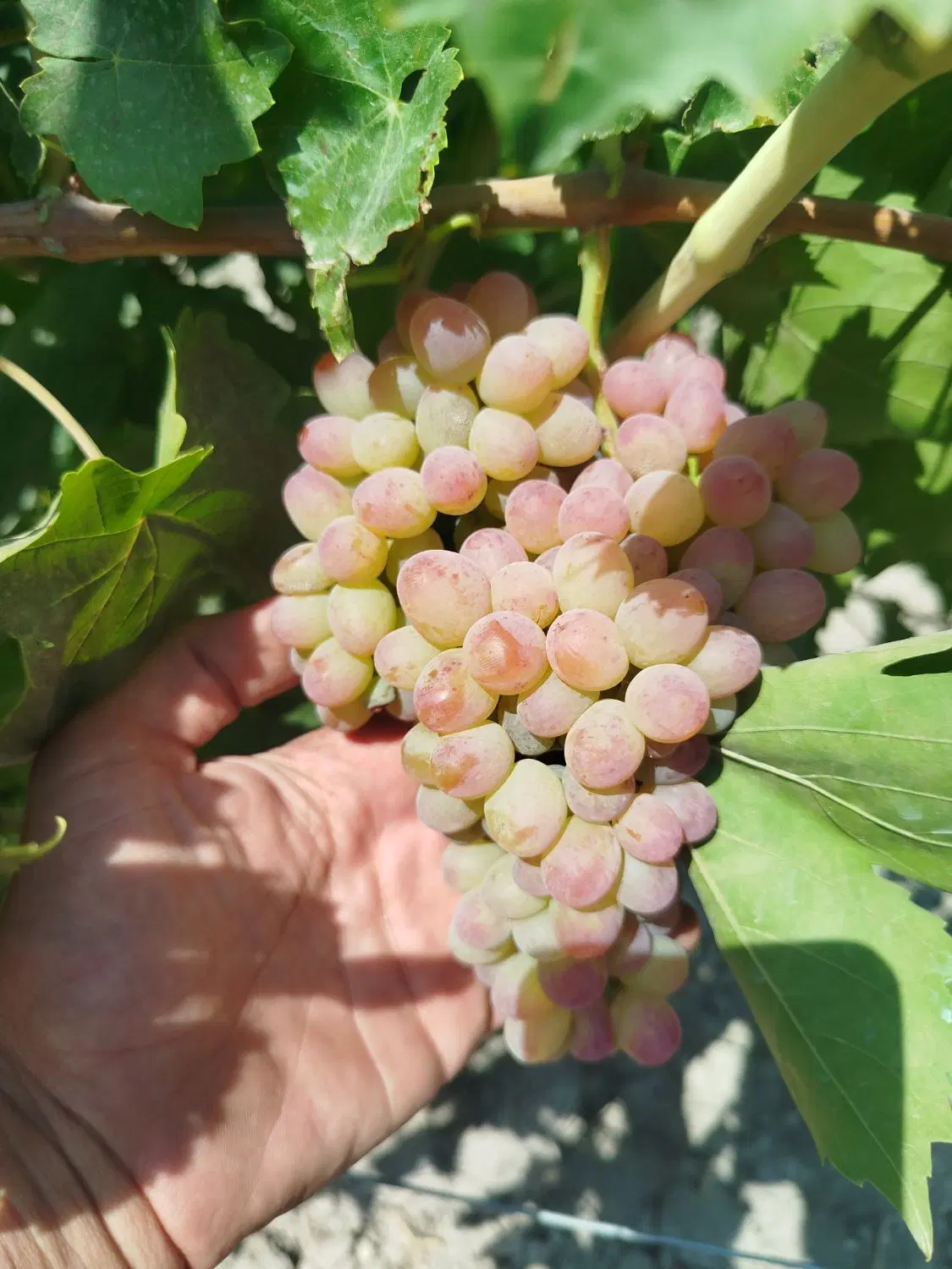 اجاره باغ انگور2500متری