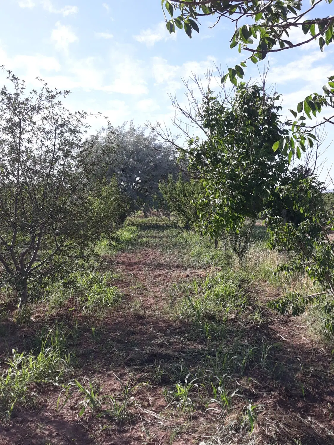 باغ قدیم آباد