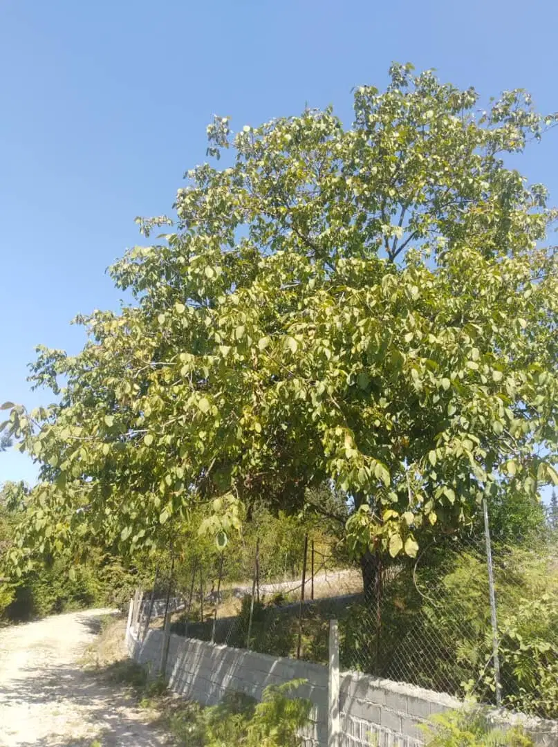 زمین ۵۰۰ متر ویلاخور چسبیده به جنگل