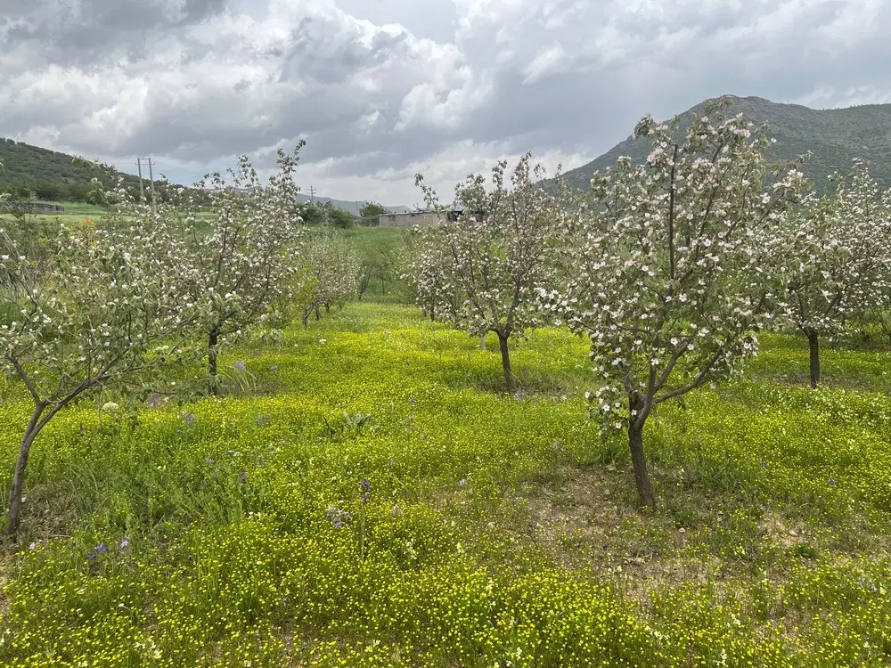 باغ فروشی