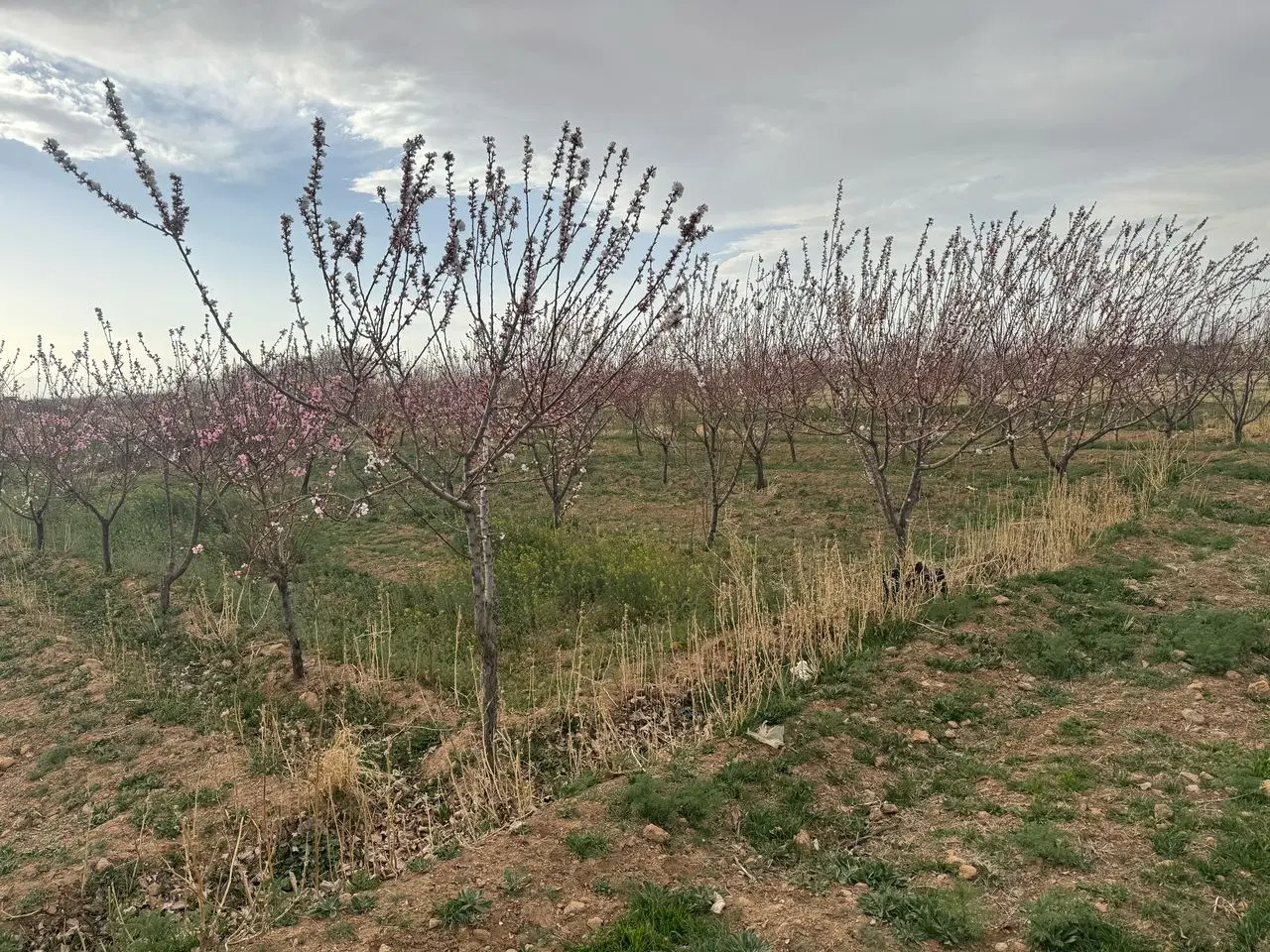 ۱۳۰۰ متر زمین کشاورزی