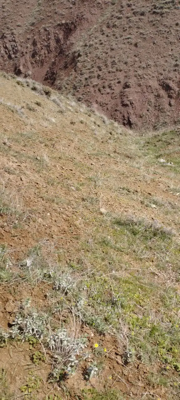 زمین کشاورزی